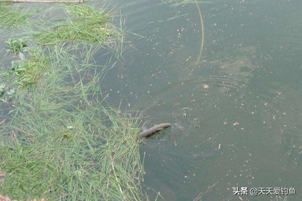 钓草鱼比赛攻略，步骤指南与实战技巧