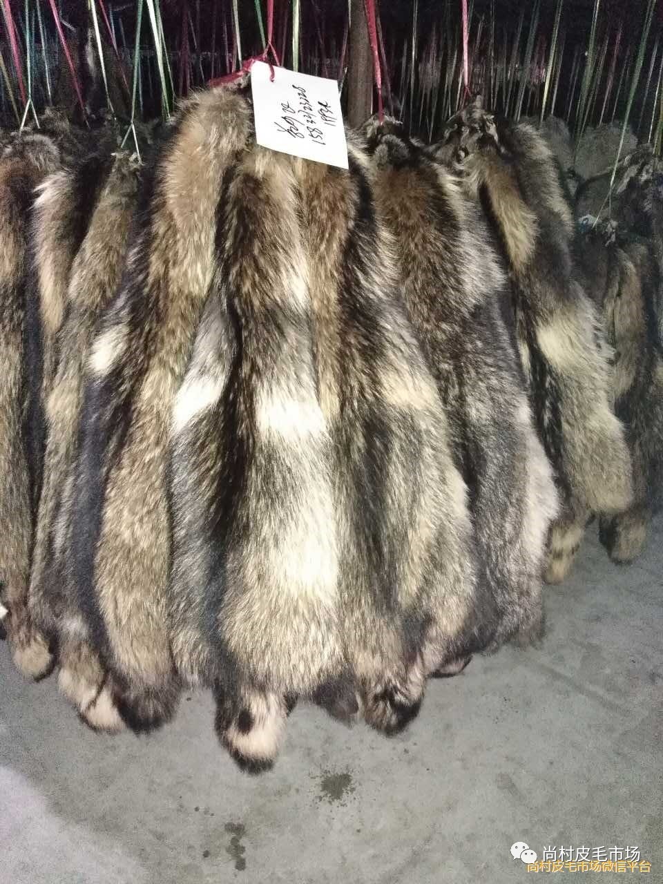 河北尚村貉子皮最新行情，自然之旅中的心灵探寻