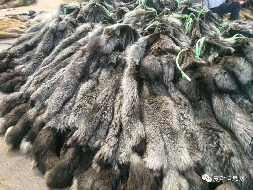 河北尚村貉子皮最新行情,自然之旅中的心灵探寻