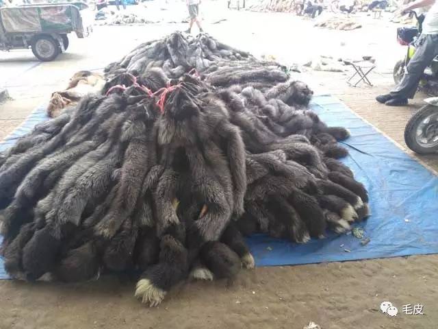 河北尚村貉子皮最新行情,自然之旅中的心灵探寻