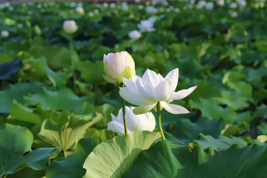 张家港福前规划图，描绘未来城市新面貌