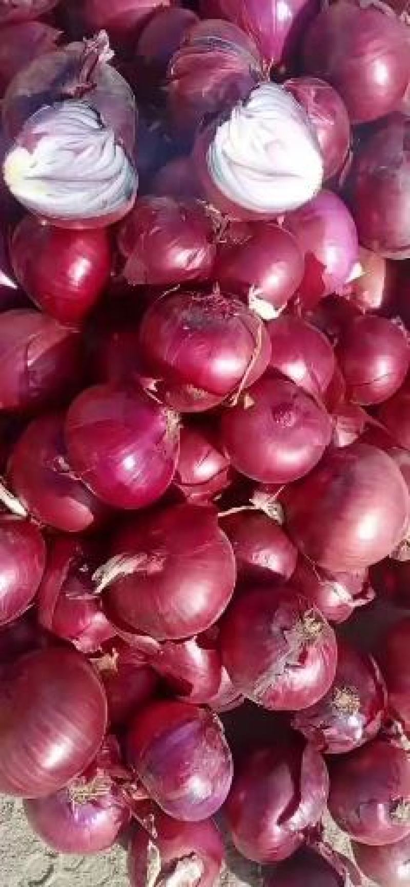 甘肃洋葱价格最新行情,甘肃洋葱价格最新行情与葱翠的友情故事