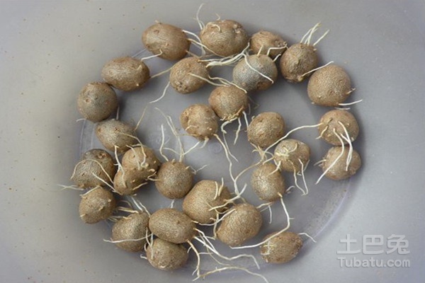 山药最新价格行情,市场机遇与自我超越的探寻之旅