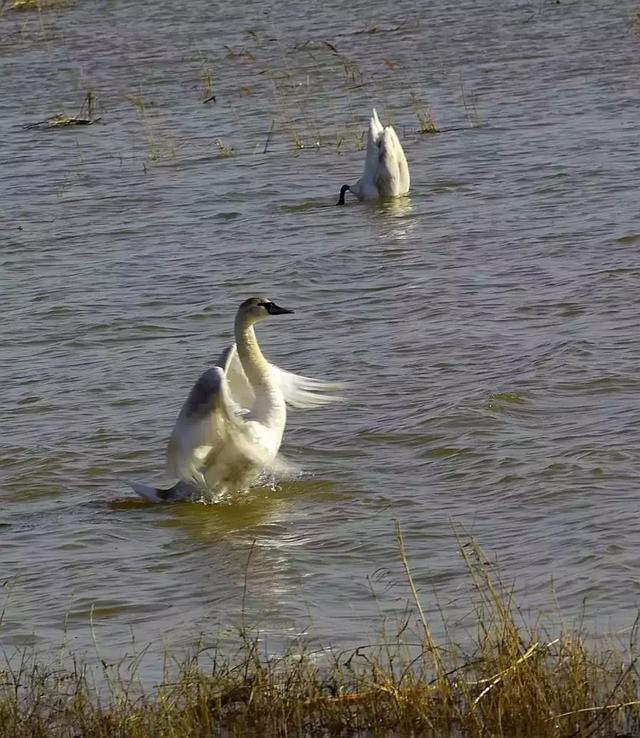 成安大树湾最新动态,科技引领前沿,重塑生活未来
