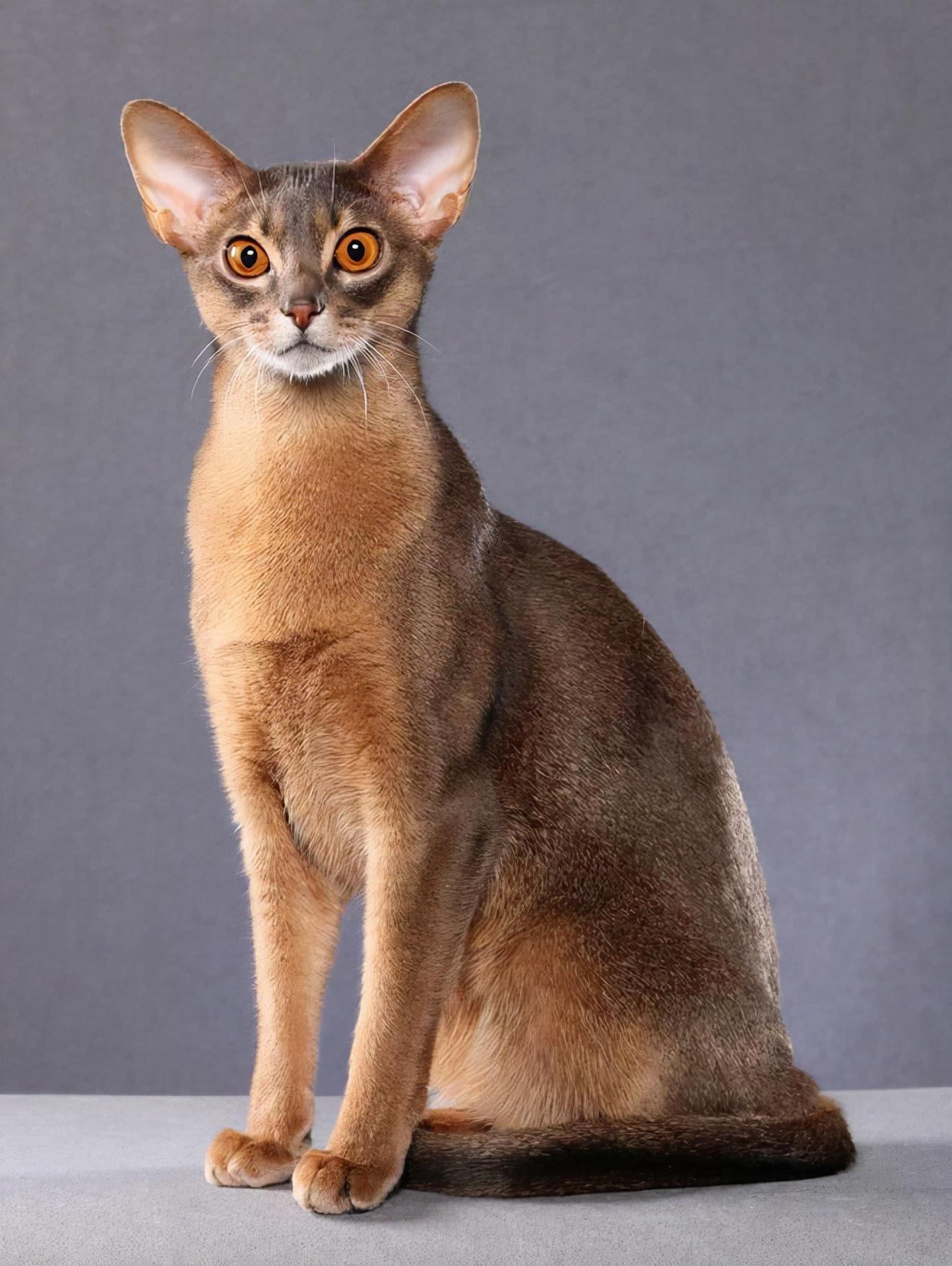 阿比西尼亚猫价格探究,市场定位与深度解析