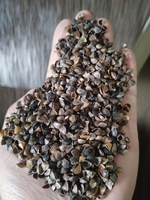 荞麦最新价格概览,市场走势及选购指南