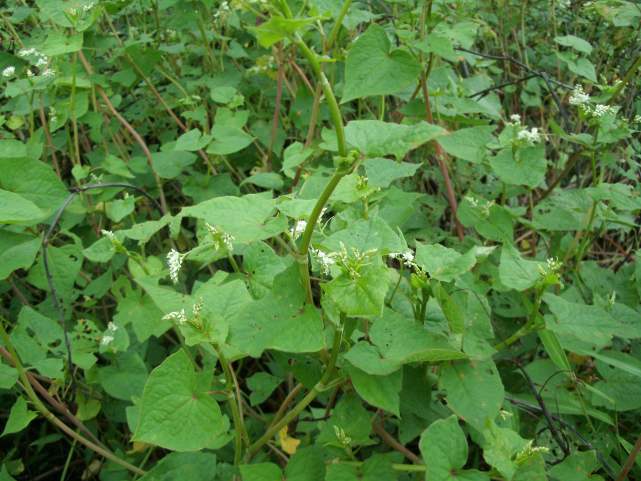 荞麦最新价格概览,市场走势及选购指南