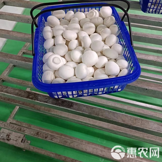 双孢菇行情,科技新品引领未来,种植新革命体验报告