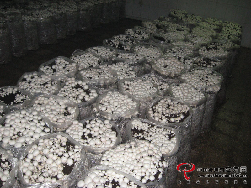 双孢菇行情,科技新品引领未来,种植新革命体验报告