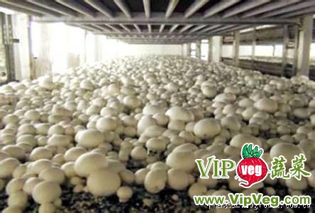 双孢菇行情,科技新品引领未来,种植新革命体验报告