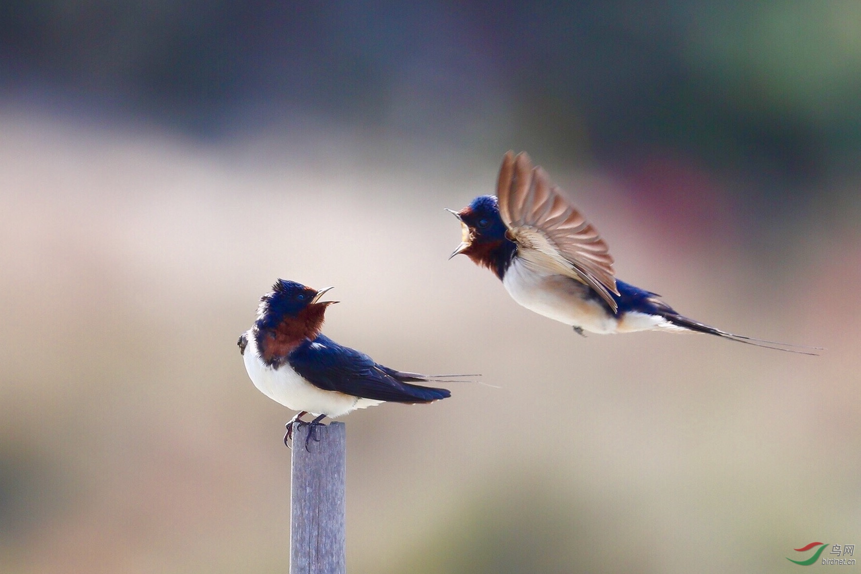 探寻飞燕的速度与优雅，近况揭秘