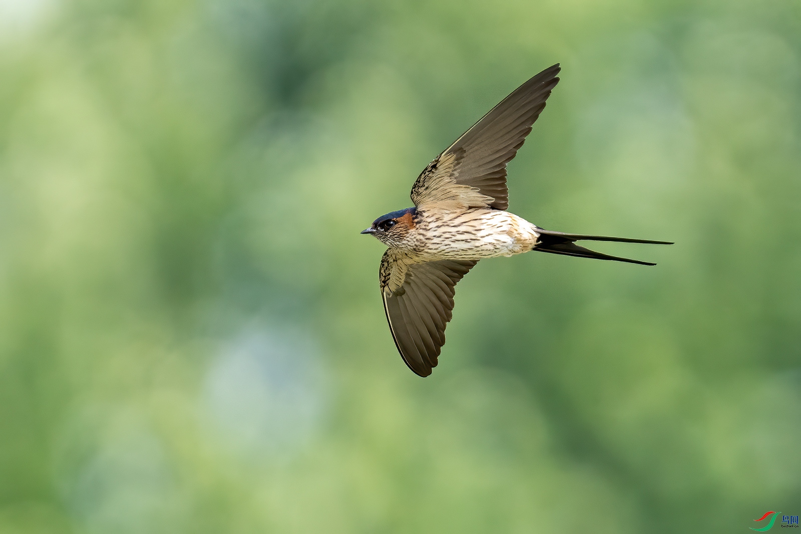 探寻飞燕的速度与优雅,近况揭秘