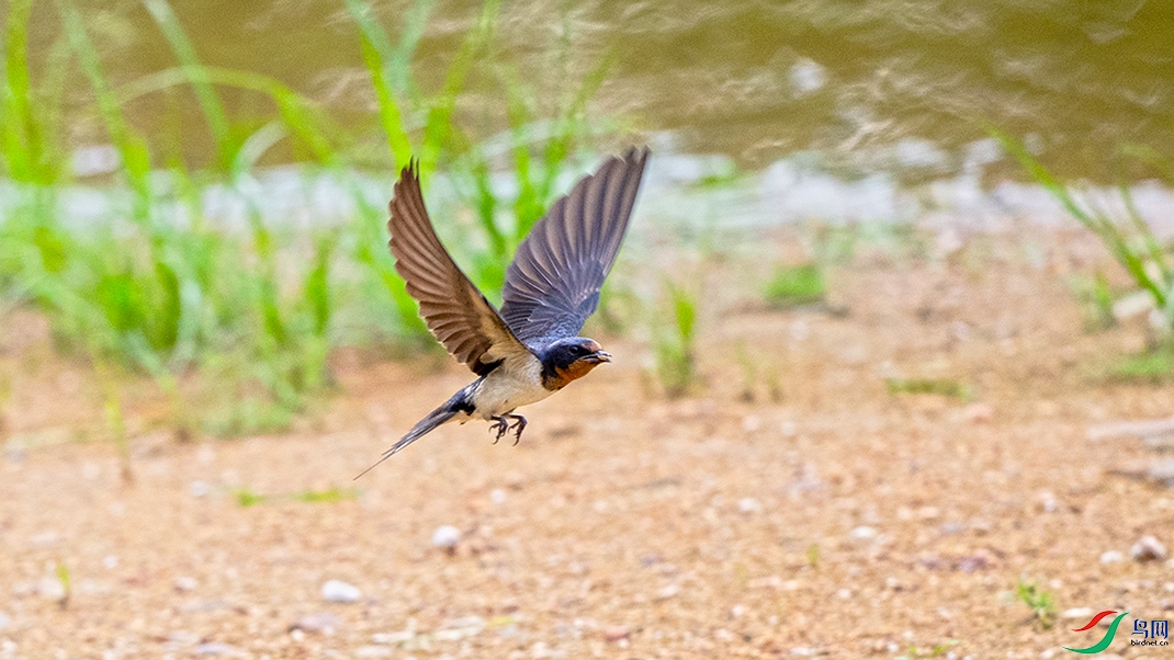 探寻飞燕的速度与优雅,近况揭秘