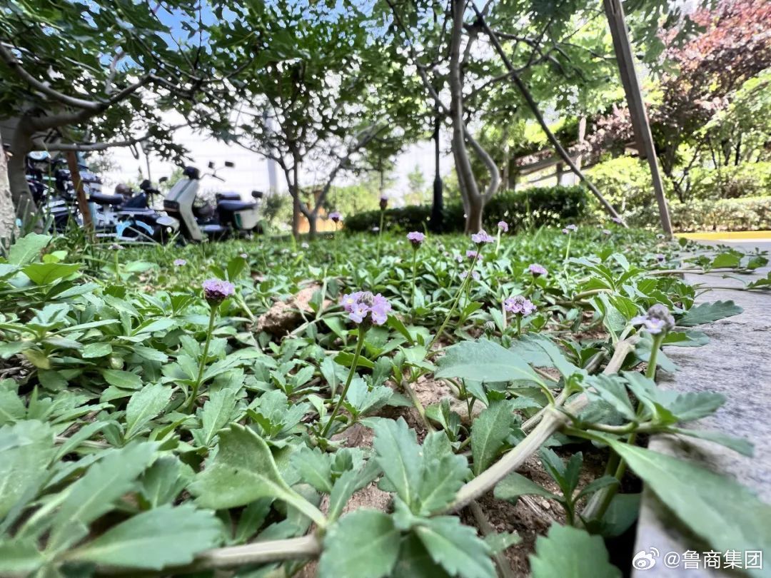 草遛社区2015最新位置揭秘