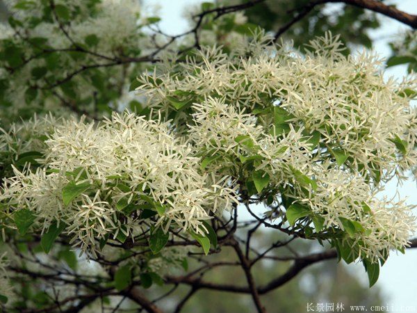 2016年流苏树最新报价,​重磅更新2016年流苏树最新报价🌳💡