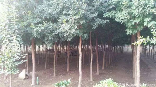 2016年流苏树最新报价,重磅更新2016年流苏树最新报价🌳💡