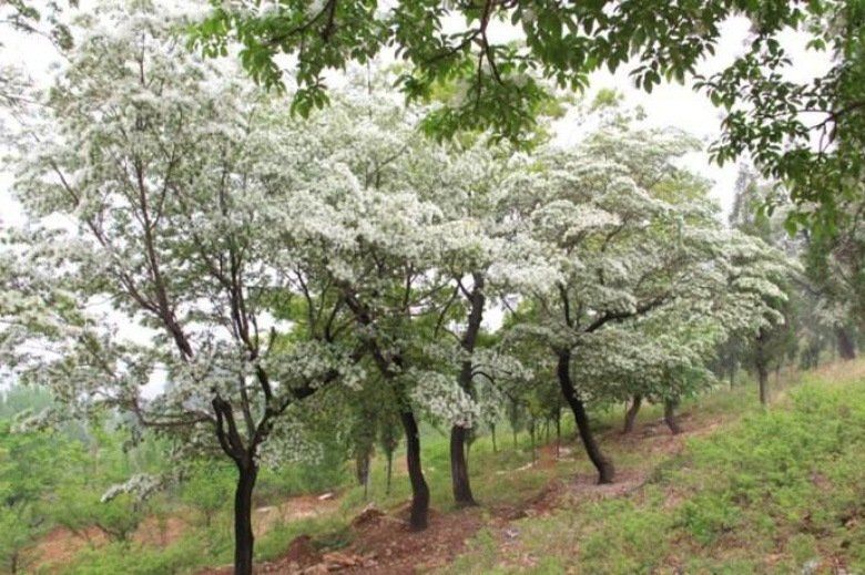 2016年流苏树最新报价,重磅更新2016年流苏树最新报价🌳💡