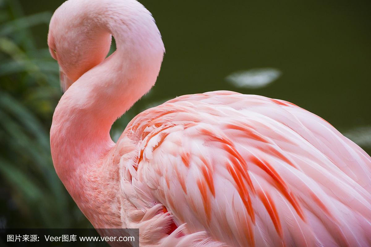 梦幻自然传奇,小红书推荐粉红色火烈鸟电影