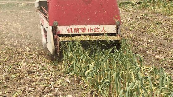 江苏邳州大蒜价格最新行情,江苏邳州大蒜价格最新行情,小巷深处的蒜香宝藏