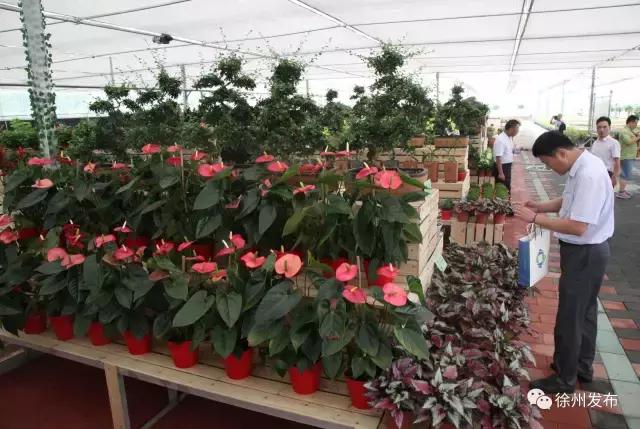 江苏邳州大蒜价格最新行情,江苏邳州大蒜价格最新行情,小巷深处的蒜香宝藏