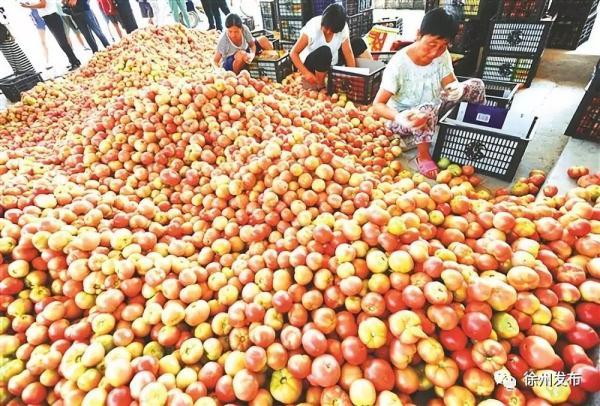 江苏邳州大蒜价格最新行情,江苏邳州大蒜价格最新行情,小巷深处的蒜香宝藏