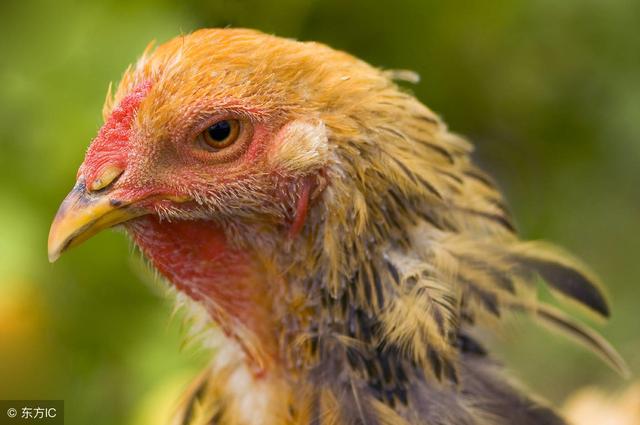 陕西淘汰鸡行情最新动态