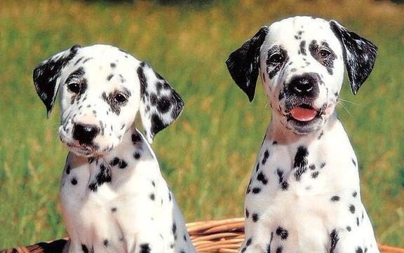 比赛犬,小巷中的荣耀之战