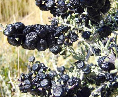 黑枸杞价格,黑枸杞价格——科技与生活的新交点