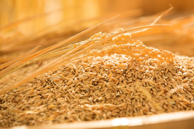 今日糯稻行情深度解析,一场绿色寻心之旅