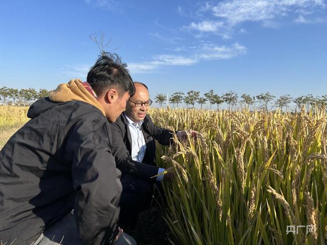 今日糯稻行情深度解析,一场绿色寻心之旅