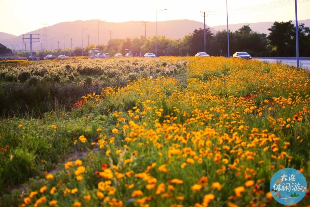 野花鲁新网址,野花鲁新网址，探索网络世界的非正式角落