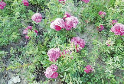 野花鲁新网址,野花鲁新网址,探索网络世界的非正式角落