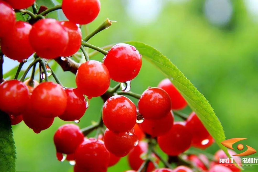 攀枝花最新资讯及其观点阐述