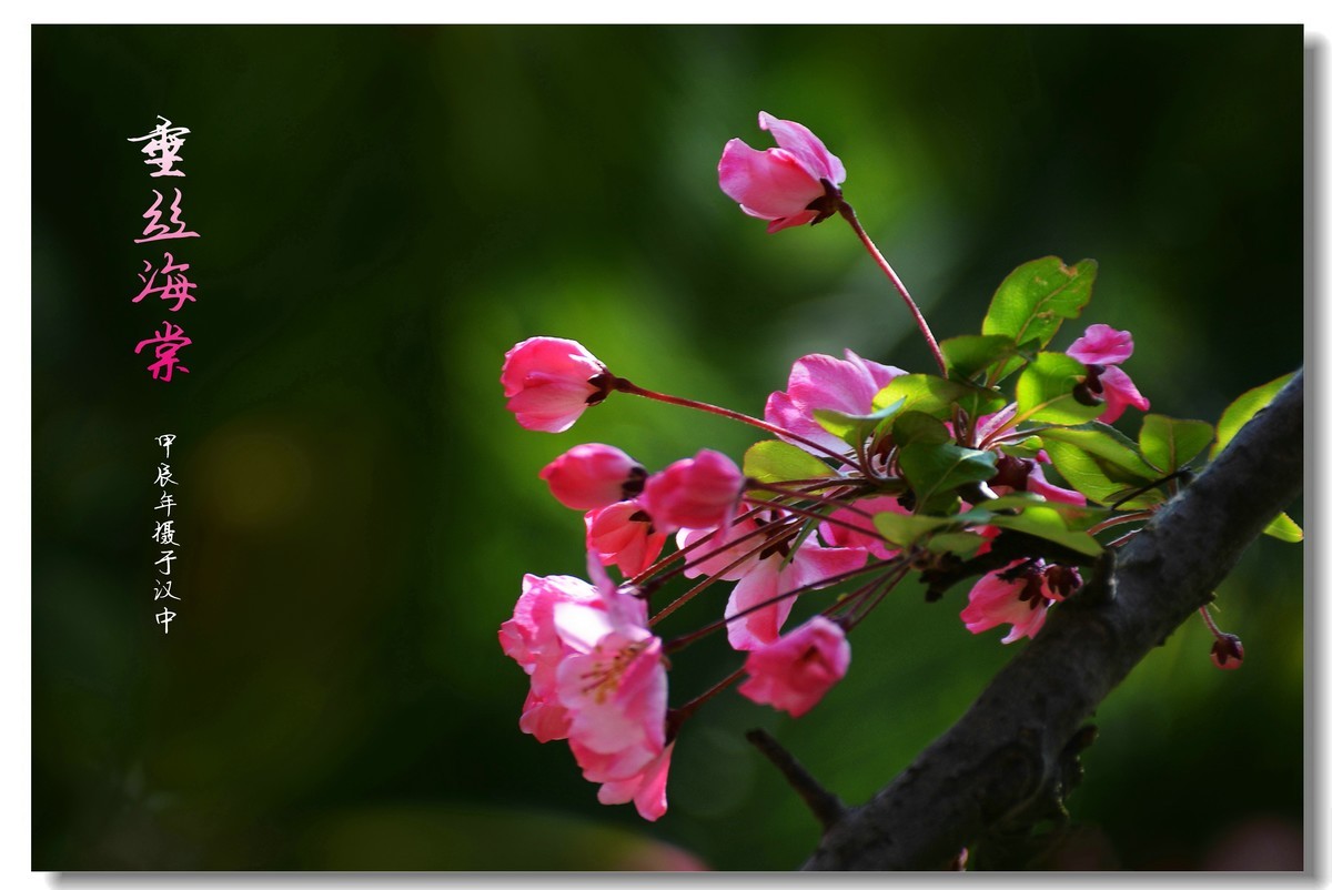 垂丝海棠价格表,科技之花,展现生活之美