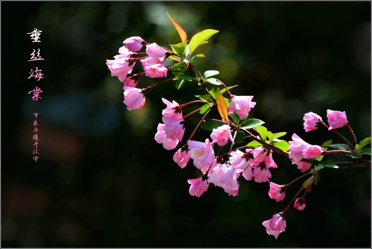 垂丝海棠价格表,科技之花,展现生活之美