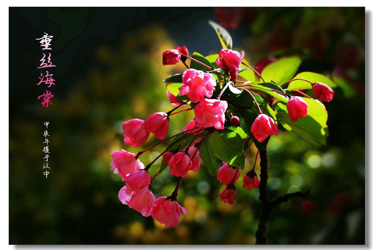 垂丝海棠价格表,科技之花,展现生活之美