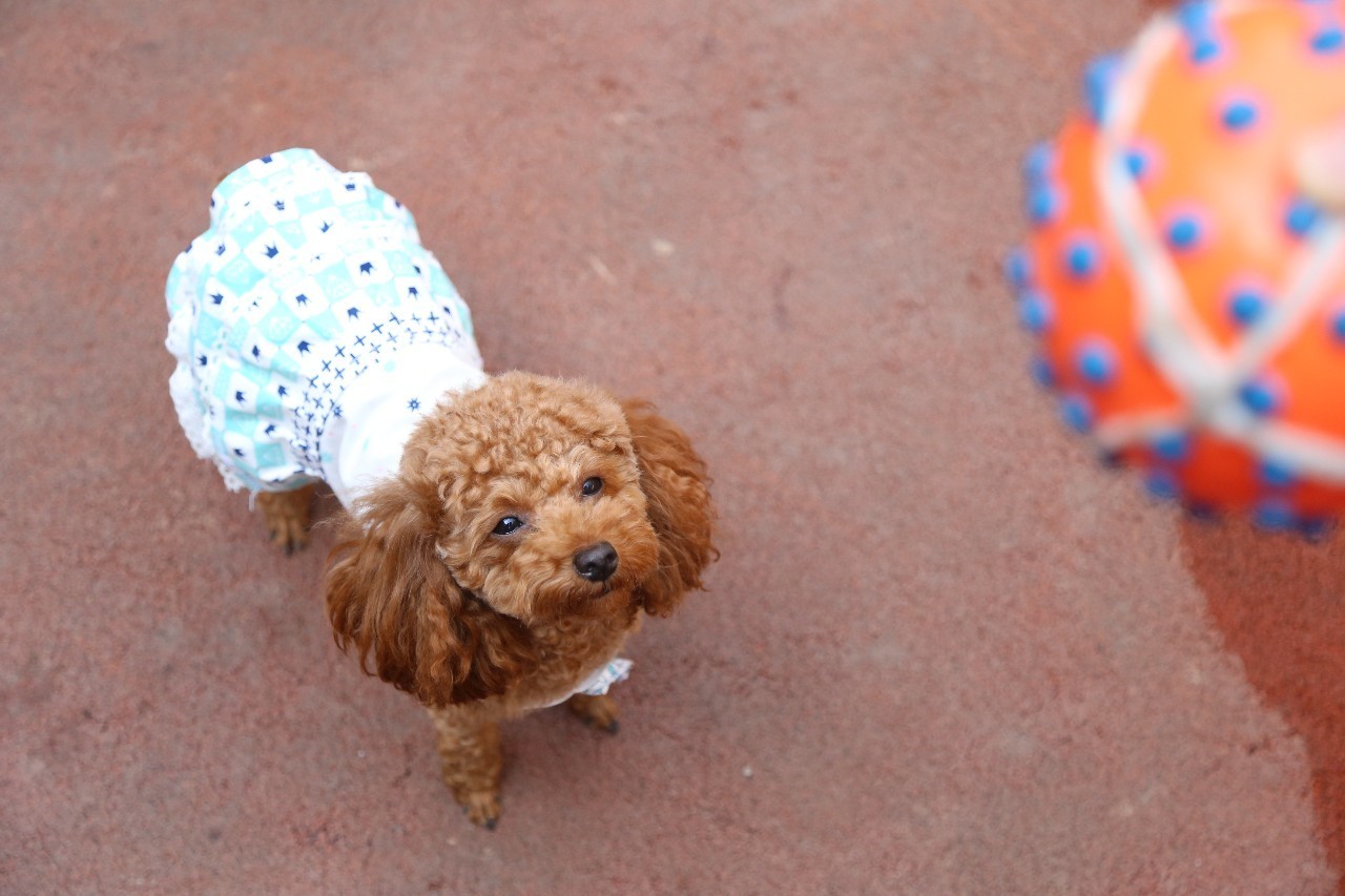 服务项目 第185页