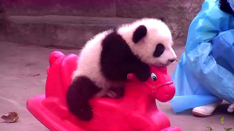 熊猫摇摇下载新版,熊猫摇摇下载新版步骤指南