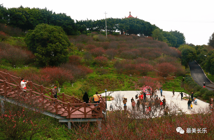 长乐赏梅动态更新，最新赏梅活动全程指南