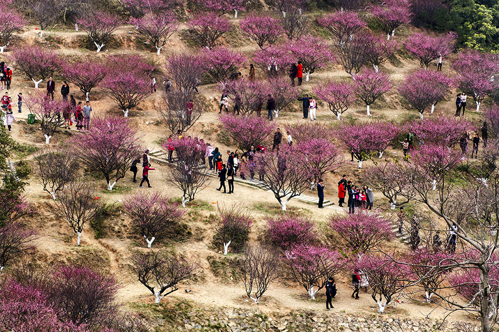 长乐赏梅动态更新,最新赏梅活动全程指南