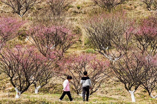 长乐赏梅动态更新,最新赏梅活动全程指南