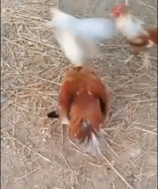 杜鹃最新美照,杜鹃最新美照，爱的纽带与温馨的瞬间