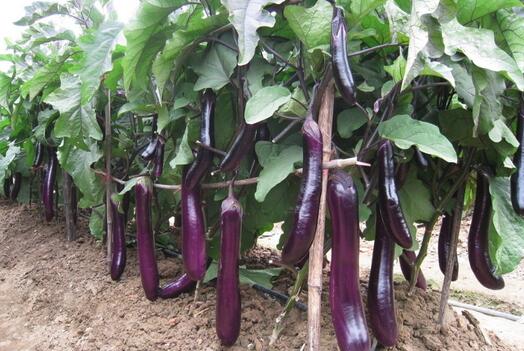 茄子价格最新行情动态与趋势分析🍆📊