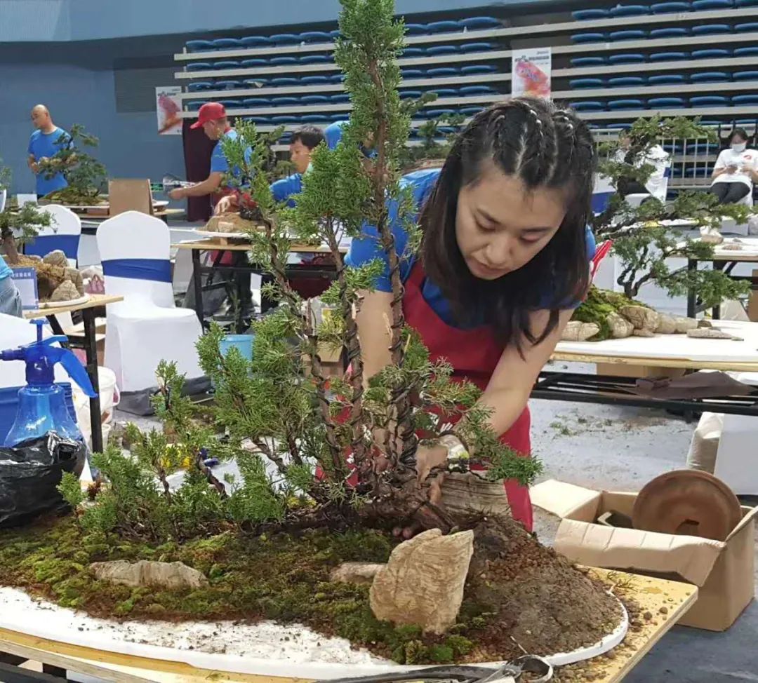 盆栽比赛，泥土中的温情与友谊的绽放