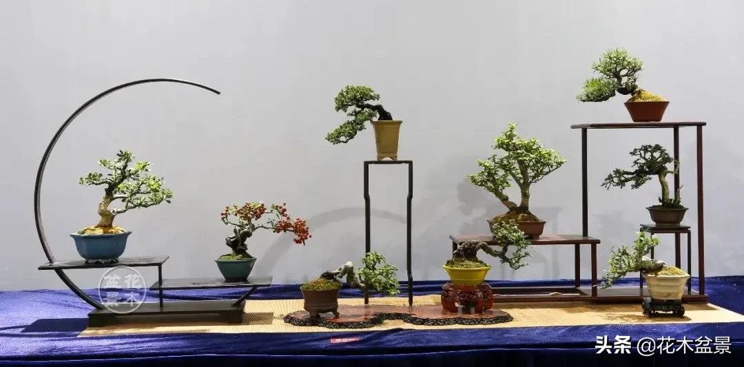 盆栽比赛,泥土中的温情与友谊的绽放