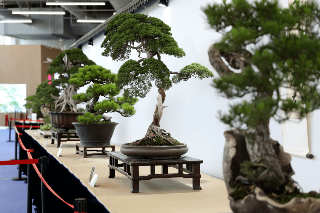 盆栽比赛,泥土中的温情与友谊的绽放