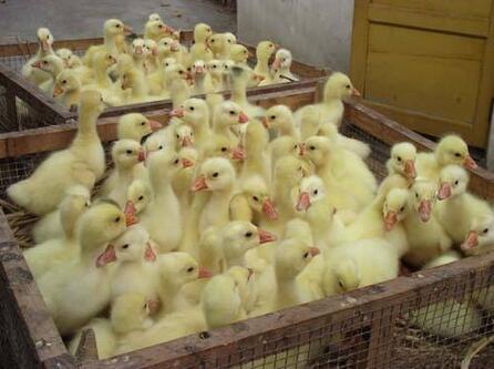 广东鹅苗市场价格解析，历史背景与现状探讨