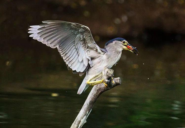 最新猎鱼游戏版本揭秘，小巷中的神秘乐园