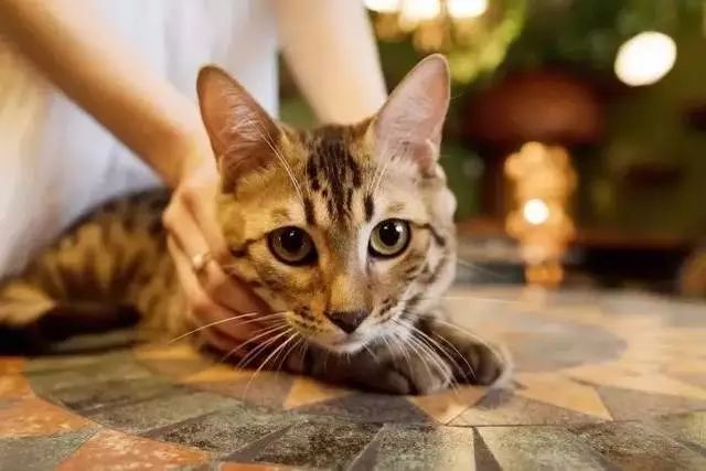 明星与猫,明星与猫，温馨的日常故事