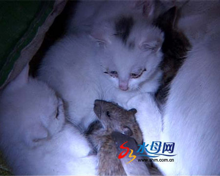 明星与猫,明星与猫,温馨的日常故事